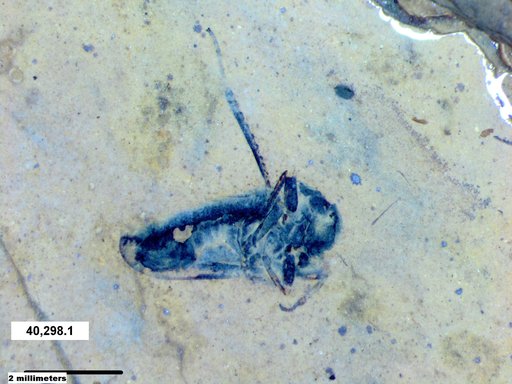 Genus sp