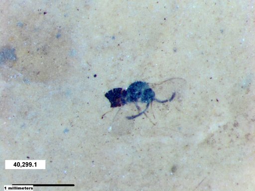 Genus sp