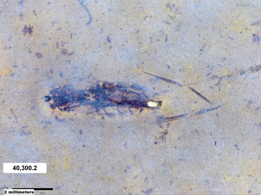Notonectidae