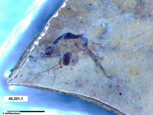 Chaoboridae