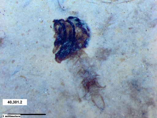 Chaoboridae