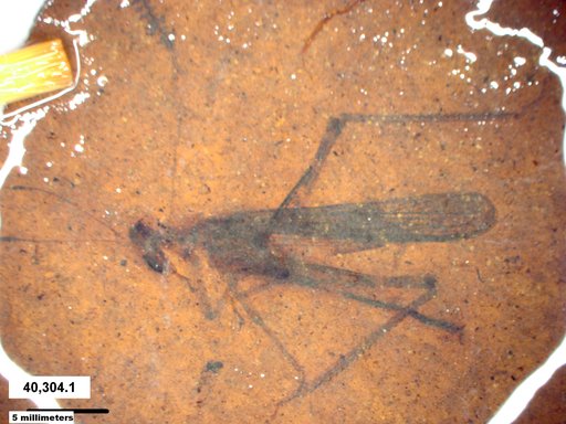 Acrididae