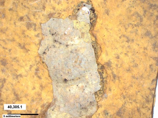 Genus sp