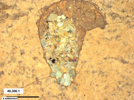 Genus sp