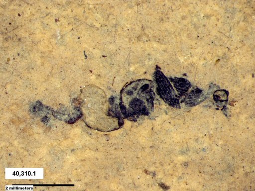Genus sp