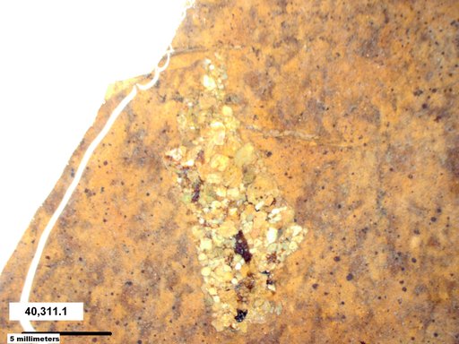 Genus sp