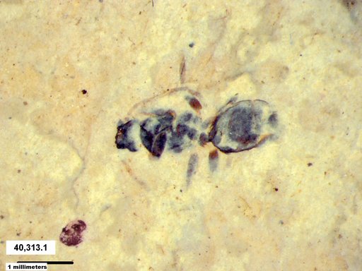 Formicidae