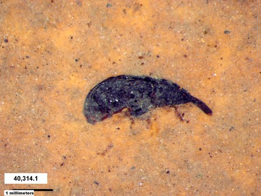 Genus sp