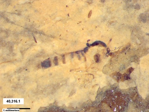 Chaoboridae
