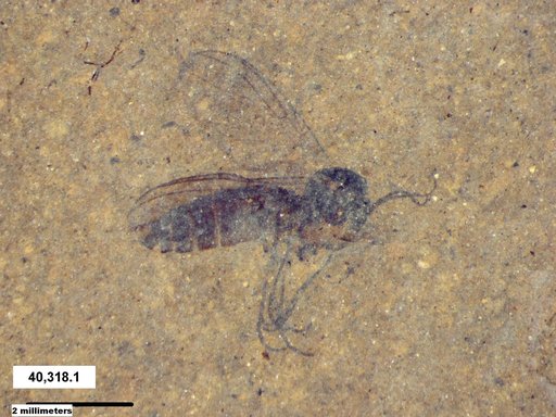 Diptera