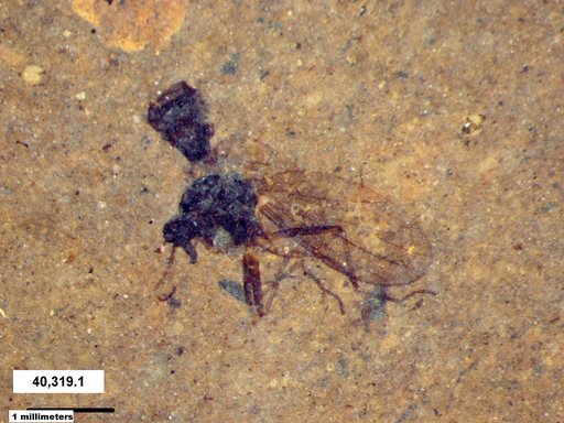 Diptera