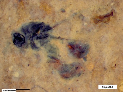 Chalcididae