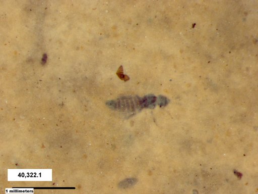 Genus sp