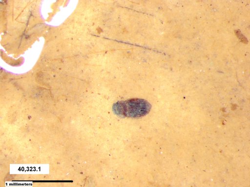 Ptiliidae