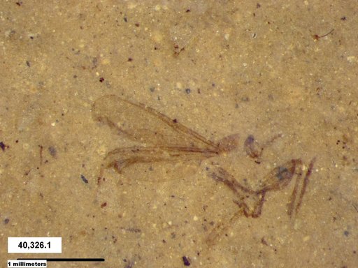 Diptera