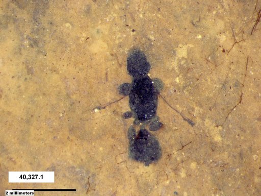 Formicidae