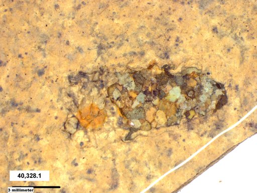 Genus sp