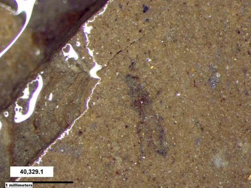 Genus sp