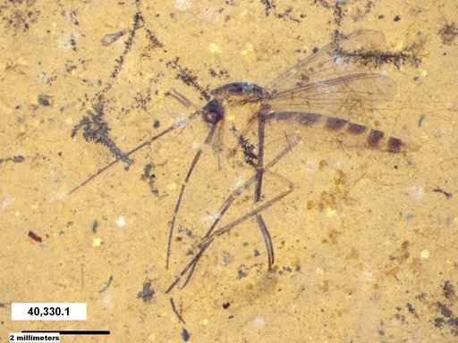 Mycetophilidae