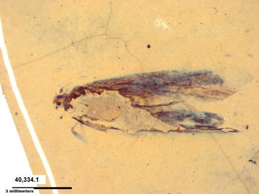 Genus sp