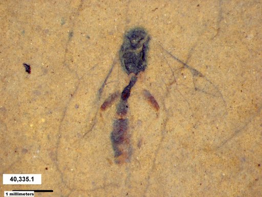 Ichneumonidae