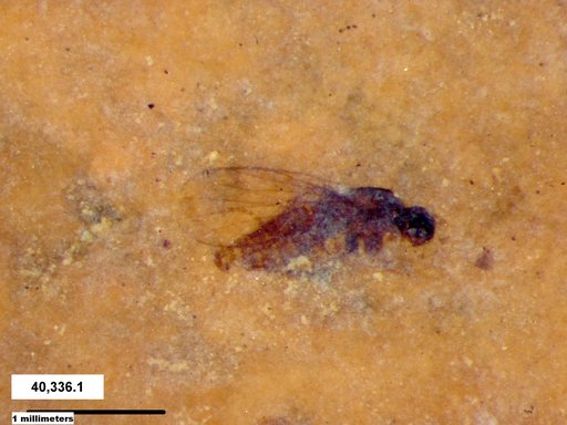 Diptera