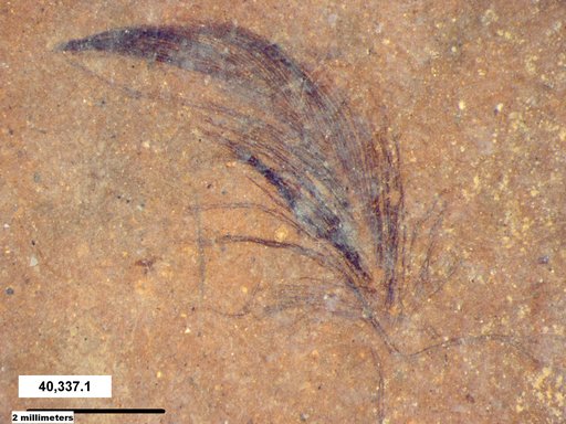 Genus sp