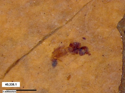 Insecta