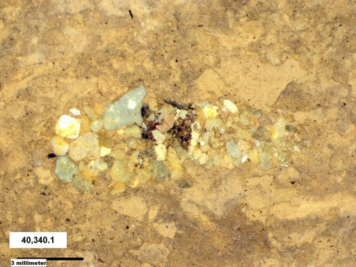 Genus sp