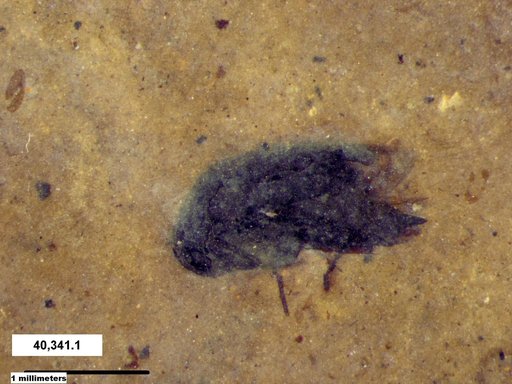 Mordellidae