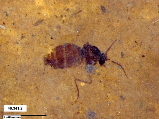 Diptera