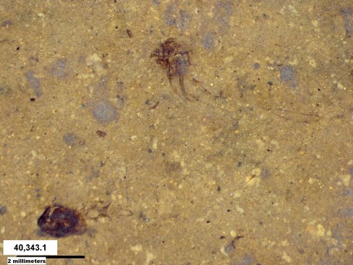 Genus sp
