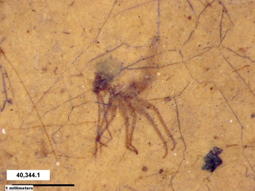 Genus sp