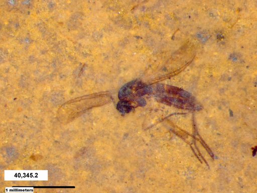 Diptera
