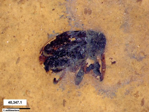 Genus sp