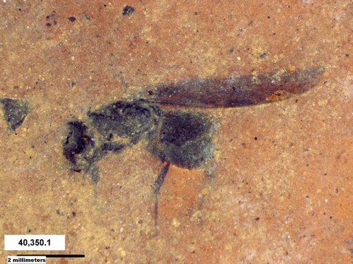 Diptera