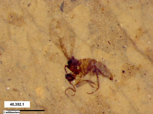 Diptera