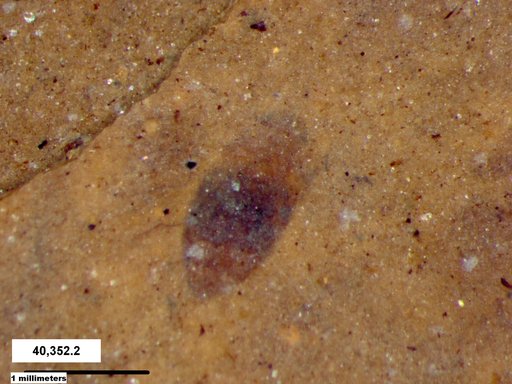 Insecta