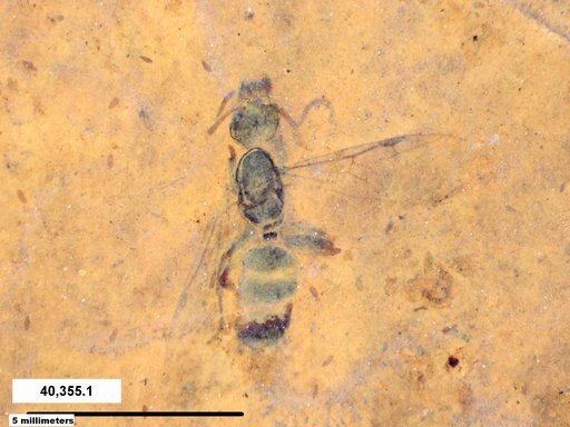 Formicidae