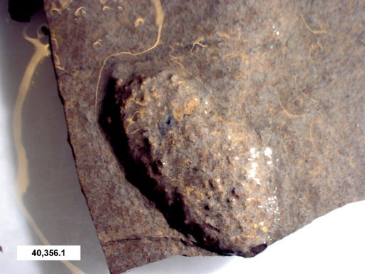 Genus sp