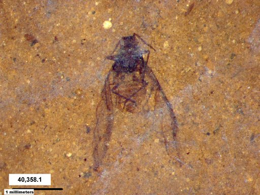 Aphididae