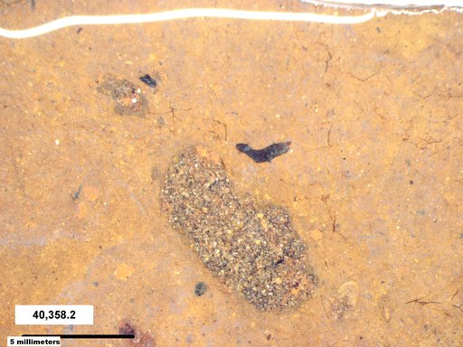 Genus sp