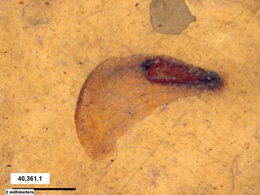 Tracheophyta