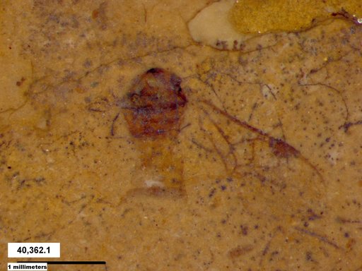 Braconidae
