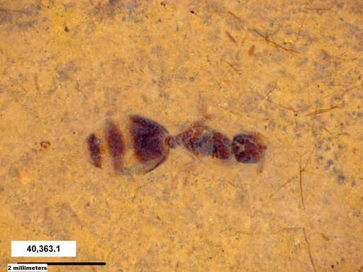 Formicidae
