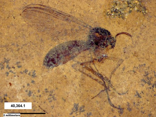 Mycetophilidae