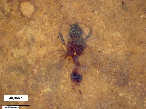 Diapriidae