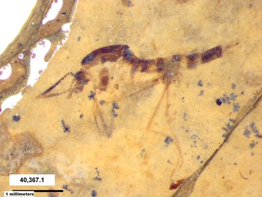 Chaoboridae