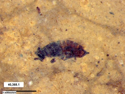 Insecta