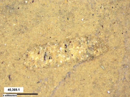Genus sp